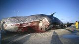 Wal-Skelett: Ein tierisches Puzzle - Bild 2