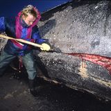 Wal-Skelett: Ein tierisches Puzzle - Bild 3