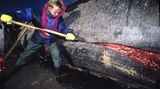 Wal-Skelett: Ein tierisches Puzzle - Bild 3