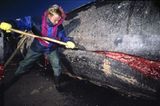 Wal-Skelett: Ein tierisches Puzzle - Bild 3