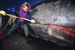 Wal-Skelett: Ein tierisches Puzzle - Bild 3