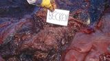 Wal-Skelett: Ein tierisches Puzzle - Bild 4