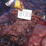 Wal-Skelett: Ein tierisches Puzzle - Bild 4