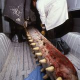 Wal-Skelett: Ein tierisches Puzzle - Bild 5