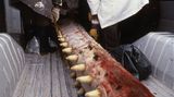Wal-Skelett: Ein tierisches Puzzle - Bild 5