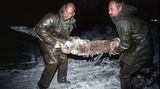 Wal-Skelett: Ein tierisches Puzzle - Bild 6