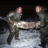 Wal-Skelett: Ein tierisches Puzzle - Bild 6