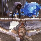 Wal-Skelett: Ein tierisches Puzzle - Bild 8