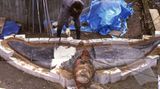 Wal-Skelett: Ein tierisches Puzzle - Bild 8