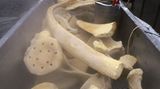Wal-Skelett: Ein tierisches Puzzle - Bild 10
