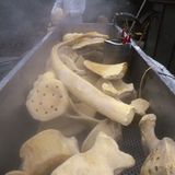 Wal-Skelett: Ein tierisches Puzzle - Bild 10