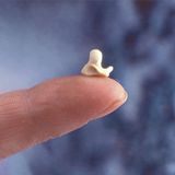 Wal-Skelett: Ein tierisches Puzzle - Bild 12