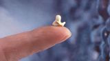 Wal-Skelett: Ein tierisches Puzzle - Bild 12