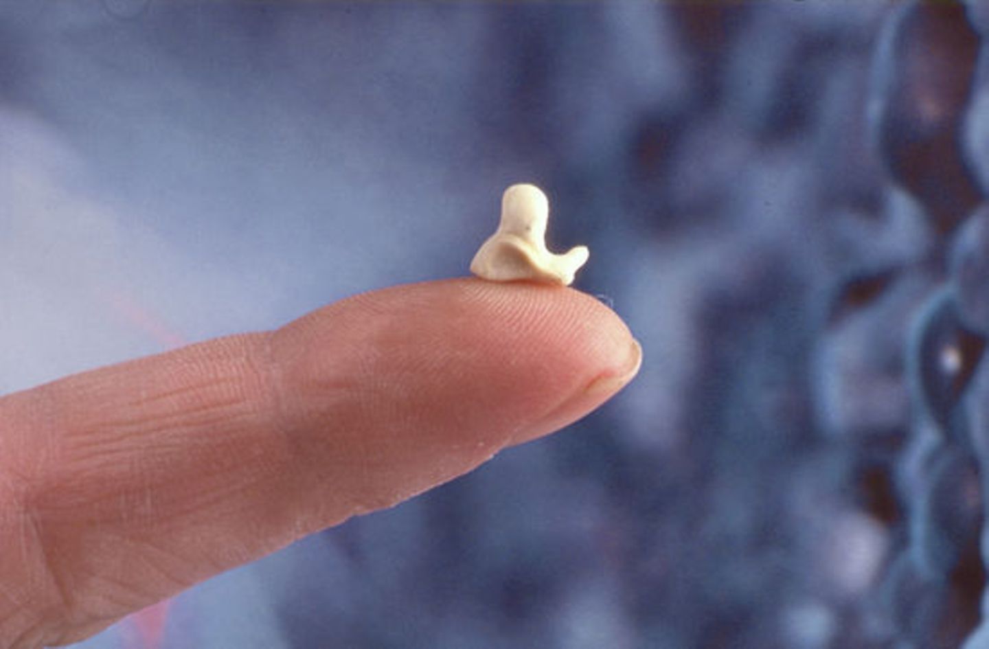 Wal-Skelett: Ein tierisches Puzzle - Bild 12