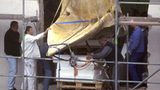 Wal-Skelett: Ein tierisches Puzzle - Bild 13