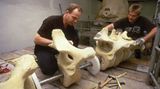 Wal-Skelett: Ein tierisches Puzzle - Bild 14
