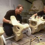 Wal-Skelett: Ein tierisches Puzzle - Bild 14