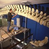 Wal-Skelett: Ein tierisches Puzzle - Bild 15