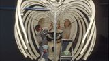 Wal-Skelett: Ein tierisches Puzzle - Bild 16