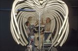 Wal-Skelett: Ein tierisches Puzzle - Bild 16