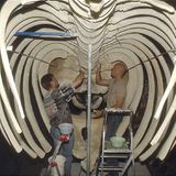 Wal-Skelett: Ein tierisches Puzzle - Bild 16