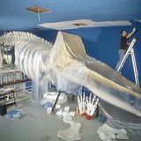 Wal-Skelett: Ein tierisches Puzzle - Bild 17