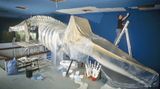 Wal-Skelett: Ein tierisches Puzzle - Bild 17