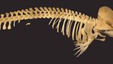 Wal-Skelett: Ein tierisches Puzzle - Bild 18