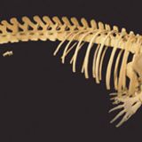 Wal-Skelett: Ein tierisches Puzzle - Bild 18