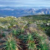 Fotogalerie: Tasmanien