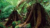 Fotogalerie: Tasmanien - Bild 5