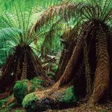 Fotogalerie: Tasmanien - Bild 5