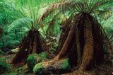 Fotogalerie: Tasmanien - Bild 5