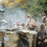 Schneeaffen: Infos im lexikon