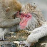 Fotostrecke: Wenn Schneeaffen baden gehen - Bild 2