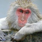 Fotostrecke: Wenn Schneeaffen baden gehen - Bild 3