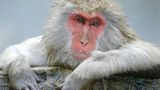 Fotostrecke: Wenn Schneeaffen baden gehen - Bild 3