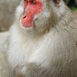 Fotostrecke: Wenn Schneeaffen baden gehen - Bild 4