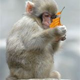 Fotostrecke: Wenn Schneeaffen baden gehen - Bild 5