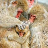 Fotostrecke: Wenn Schneeaffen baden gehen - Bild 6