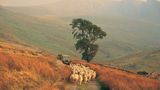 Fotogalerie: Wales - Bild 8