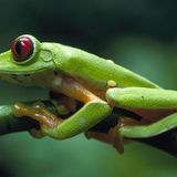 Fotogalerie: Rotaugenfrösche