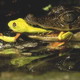 Fotogalerie: Rotaugenfrösche - Bild 3