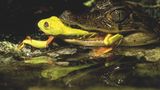 Fotogalerie: Rotaugenfrösche - Bild 3