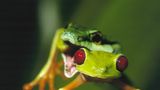 Fotogalerie: Rotaugenfrösche - Bild 4
