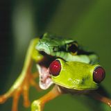 Fotogalerie: Rotaugenfrösche - Bild 4