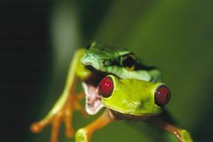 Fotogalerie: Rotaugenfrösche - Bild 4
