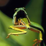 Fotogalerie: Rotaugenfrösche - Bild 5