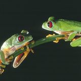 Fotogalerie: Rotaugenfrösche - Bild 6