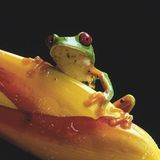 Fotogalerie: Rotaugenfrösche - Bild 7